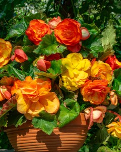 Begonia Cascade Sunray7